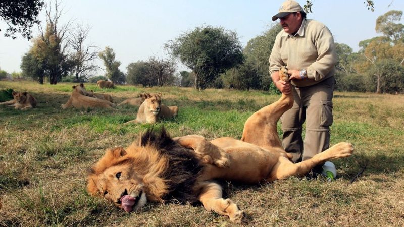 Lion Whisperer: British Man Forges Extraordinary Bond Through Daily Massages on South African Animal Reserve