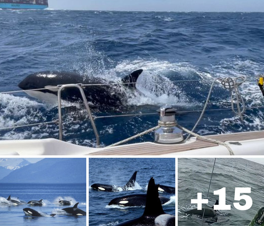 Killer Whales Learn to Ram Boats from Elders in Terrifying “Game”