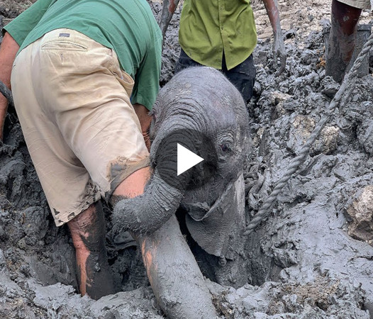 Miraculous Rescue: Saving a Baby Elephant’s Life in an Extraordinary Effort (Video) 