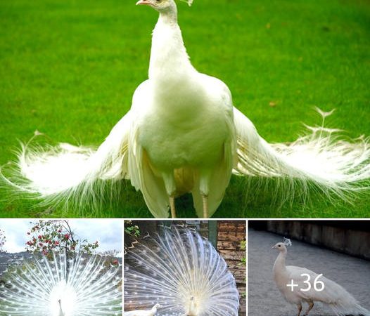 Behold the Stunning Grandeur of the White Peacock