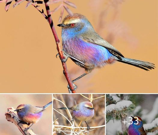 The Captivating White-Browed Tit-Warbler and Its Kaleidoscopic Charm