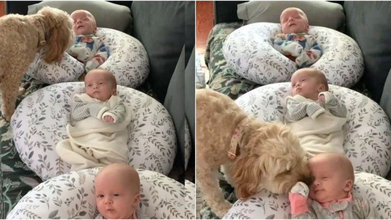 Touching Moments: Affectionate Dog Covers 2-Month-Old Triplets in Kisses and Snuggles