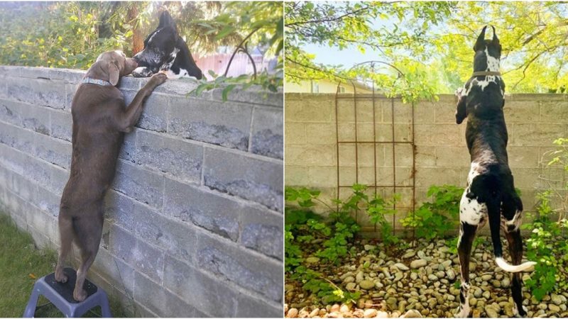 Heartwarming Gesture: Family Provides Dog with Step Stool to Reunite with Friends Over Wall