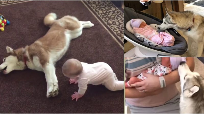 Huskies’ Heartwarming Encounter with Newborn Sister Evokes Touching Emotion