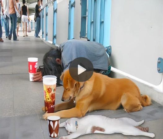 Stray Dog’s Compassion Sparks Owner’s Desperate Appeal for Assistance.