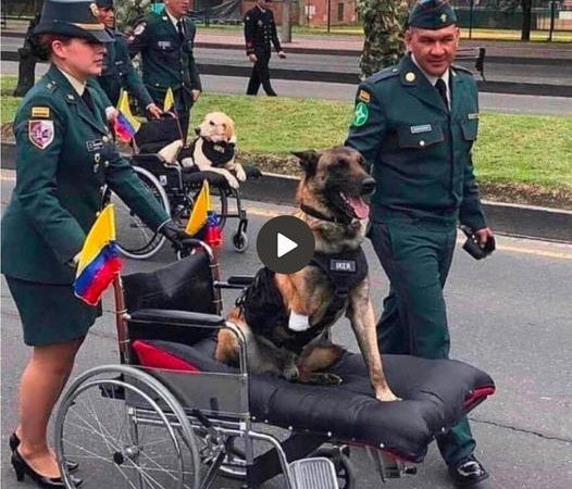 Emotional Reunion: Bringing Back a Service Dog to a Leg Amputee from the Battlefield