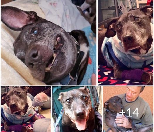 Frodo: The Lone Survivor Rescued from Michael Vick’s Dogfighting Ring