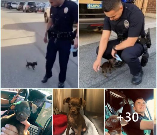 Persistent Stray Pup Captivates Officers’ Hearts, Longing for a Caring Family and a Brighter Tomorrow