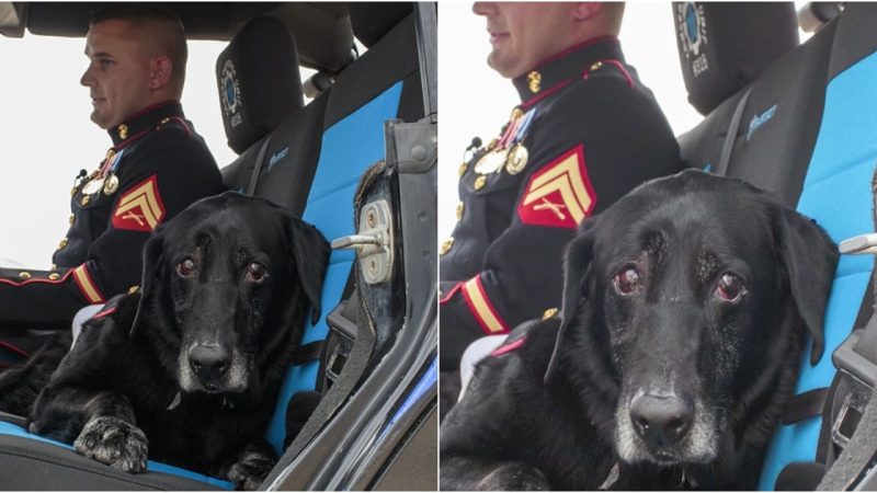 An Emotional Tribute: A Marine Bids Farewell to a Loyal Battle Companion Whose Friendship Went Beyond Canine Connection