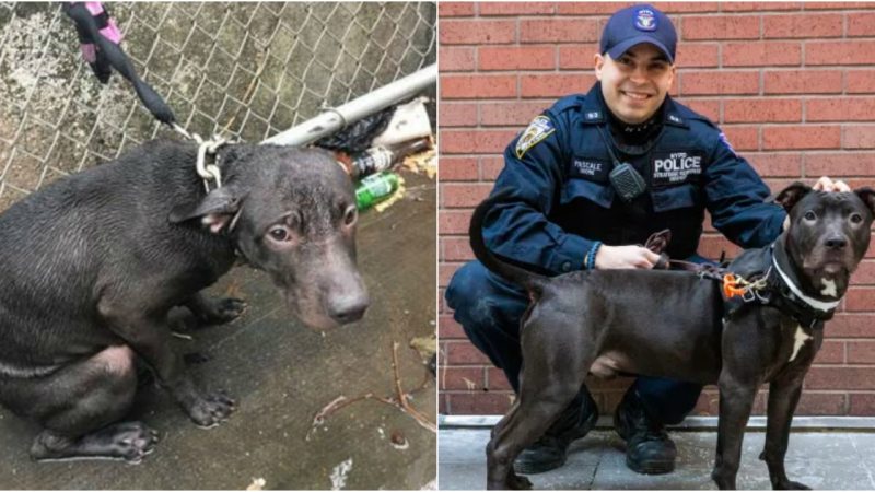 Rescued and Adopted: Law Enforcement Gives a Home to Abandoned Dog Found Alone in the Rain