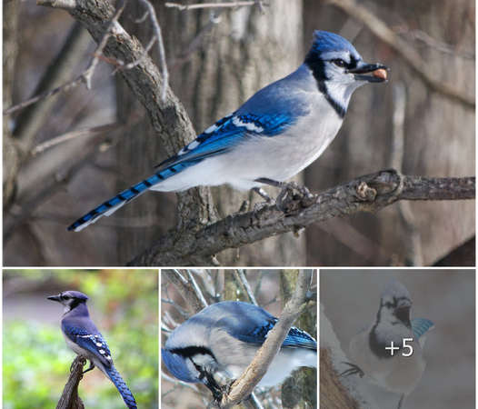 Vibrant Blue Elegance: Unveiling the Charms of the Blue Jay