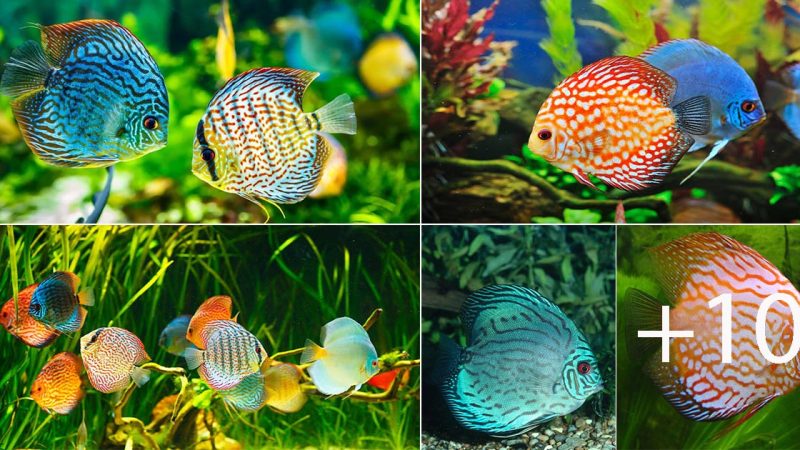 Discovering the Beauty and Elegance of Discus Fish