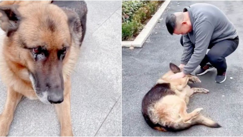 Emotional Reunion: Retired Police Dog Sheds Tears Upon Seeing Former Handler!