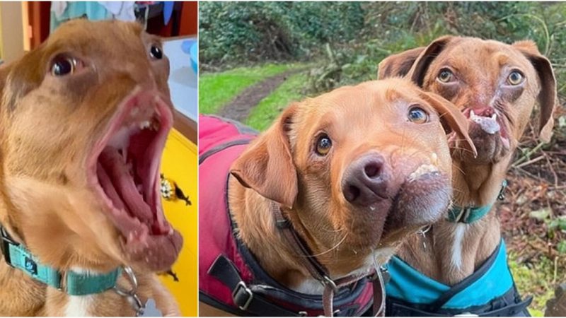 Unbreakable Bond: Two Delightful Dogs Forge Friendship Despite Severe Facial Deformities