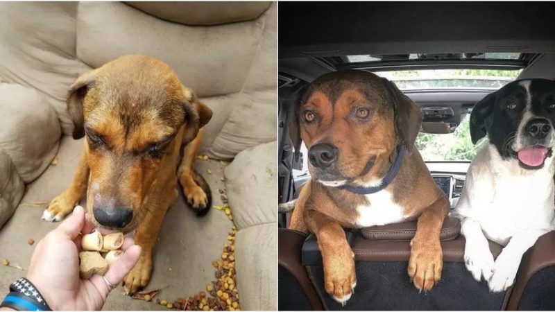 Devotion Endures: Touching Tale of a Deserted Pup’s Patient Vigil Beside Chair and TV for Beloved Owner