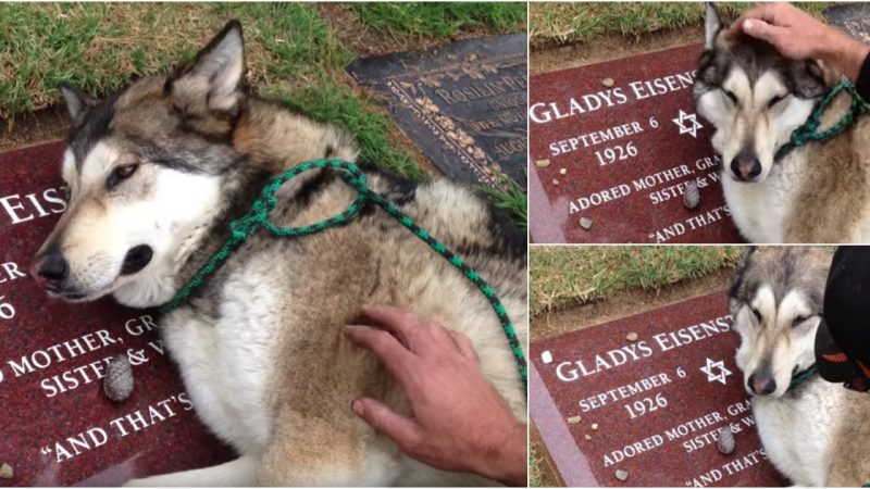 A Mourning Husky Pays Tribute to His Owner’s Passing by Sobbing at Their Tombstone