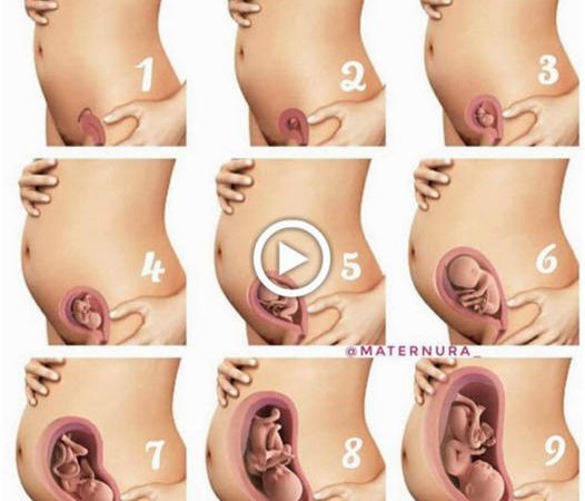 Captivating Video Chronicles the 9-Month Journey from Womb to Baby’s Birth