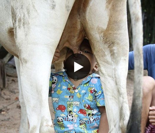 Heartwarming Resilience: Toddler Finds Unusual Source of Nourishment in Cow’s Milk