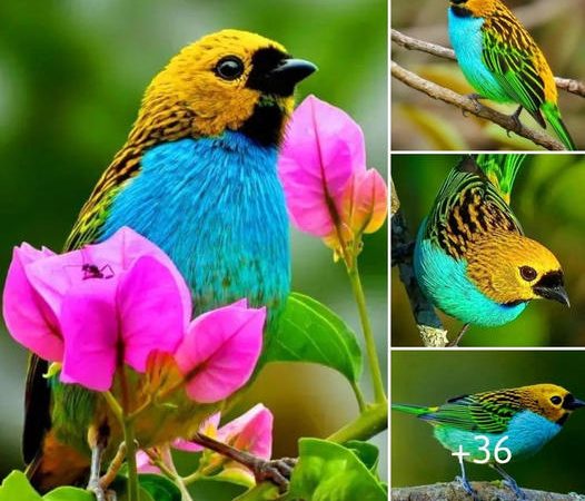 Discovering the Fascinating Beauty of the Golden-Rimmed Tanager: A Captivating Encounter