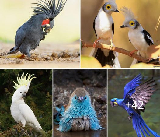 15 Charming Birds to Cherish as Pets: Celebrating Their Independence in the Wild