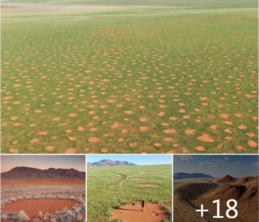 Unveiling the Mystery of Namibia’s Fairy Circles