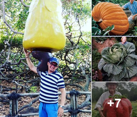 Exploring the Enormous Variety of Fruits Across the Globe