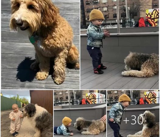 A Toddler’s Unforgettable First Encounter with a Dog: Pure Joy in the Simple Moments