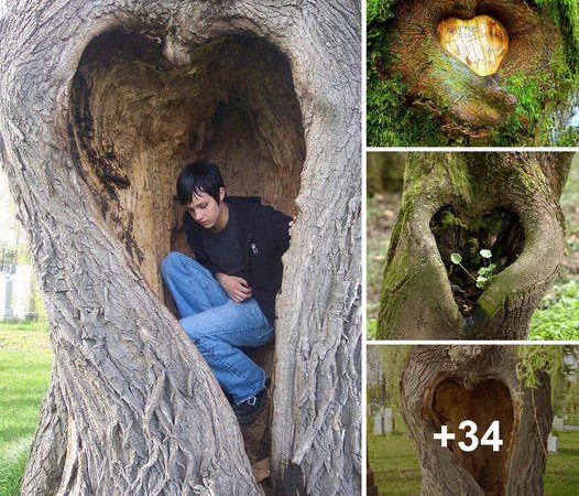 In Nature’s Embrace: Discovering the Enigmatic Beauty of Heart-Shaped Trees as Love Symbols