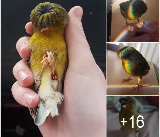 Meet Barry The Canary: The Bird With a Unique Feathercut That Won the Internet’s Heart