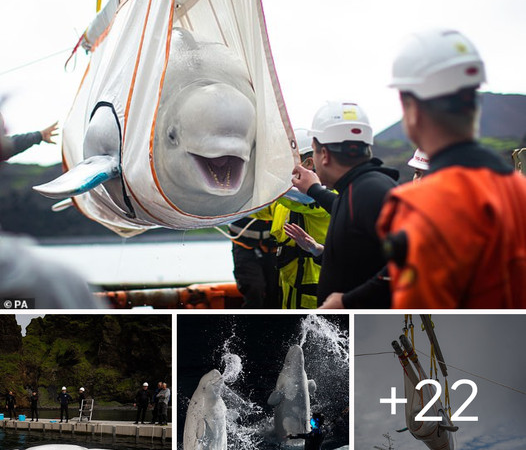 From Captivity to Freedom: Beluga Whales’ Joyful Journey to the Open Sea Sanctuary