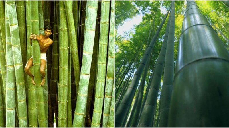 Rising Above: Ghana’s Towering Bamboo Marvel Outshines All Other Structures