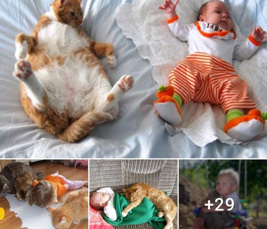  The Irresistible Connection: Heartwarming Moments Between Babies and Cats that Will Make You Want a Feline Companion