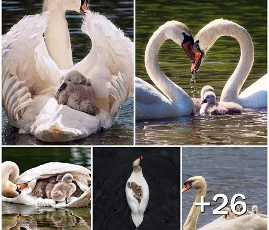 Father Swan Becomes Sole Caretaker for Cygnets After Mate’s Tragic Passing