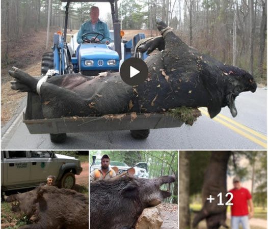 In the Realm of Giants: The Majestic 500-Pound Wild Boar