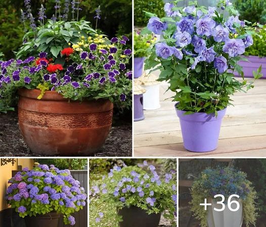 Top 36 Container-Friendly Blue Flowers for Your Garden