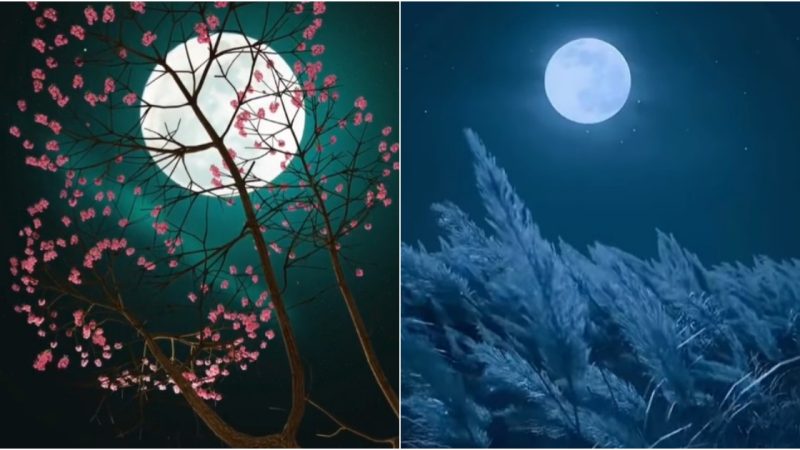 Capturing Lunar Splendor: Gentle Glow Amidst the Treetops.
