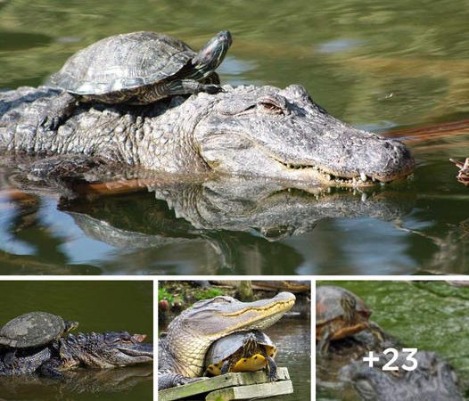 Alligator and Turtle Spotted on a Florida Adventure Together