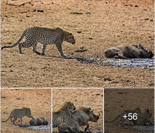 A Stealthy Leopard Wakes a Slumbering Warthog and Initiates a Ferocious Showdown