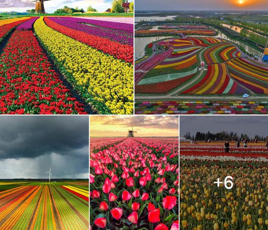 A Springtime Symphony: Exploring the Enchanting Tulip Fields