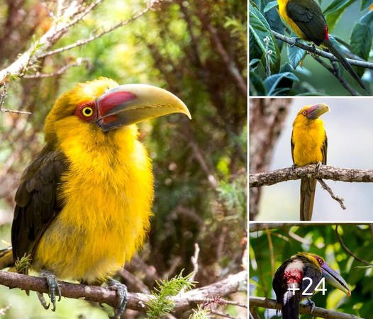 The Enigmatic Saffron Toucan: A Vibrant Avian Wonder of the Atlantic Forest