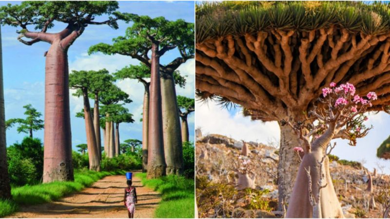 Exploring the World’s 15 Most Astonishingly Beautiful Trees