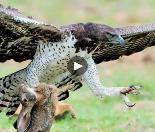 Eagle Launches Aerial Assault on Hare.