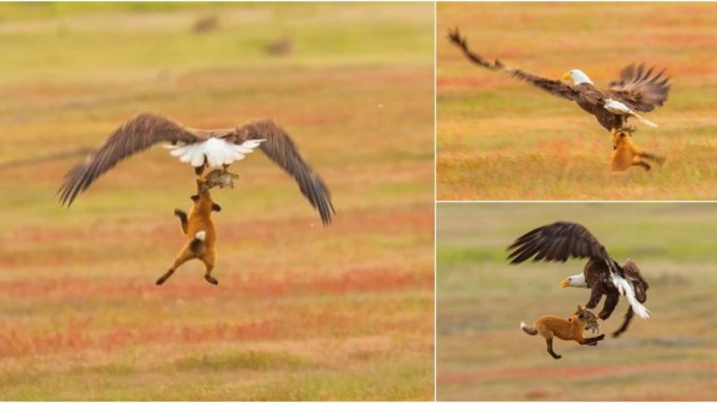 Freezing a Thrilling Mid-Air Encounter: Photographers Capture an Eagle’s Attempt to Snatch Prey from a Red Fox at Approximately 6 Meters High