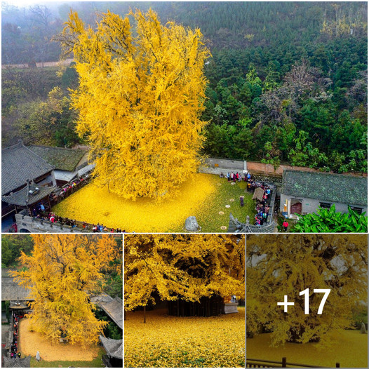 Marvel at the 1400-Year-Old Ginkgo Tree!