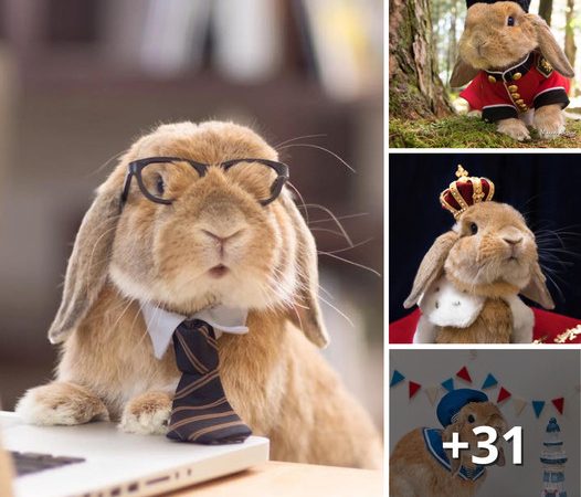 The Impeccably-Dressed Bunny Showcases His Human’s Tiny Dapper Outfits