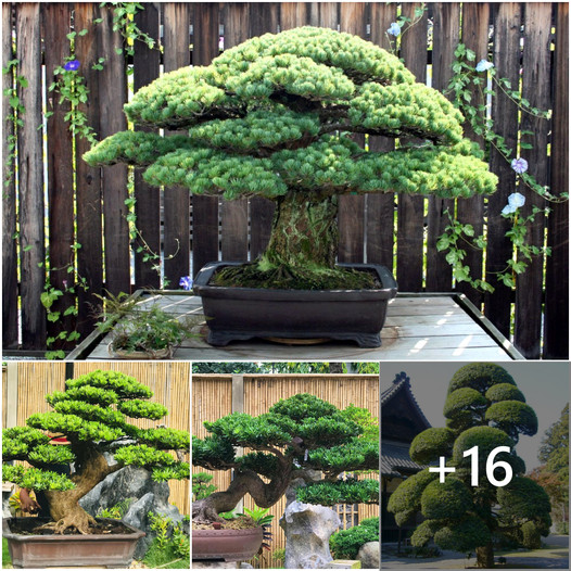 Remarkable Tale of a 400-Year-Old Bonsai Tree That Survived Hiroshima