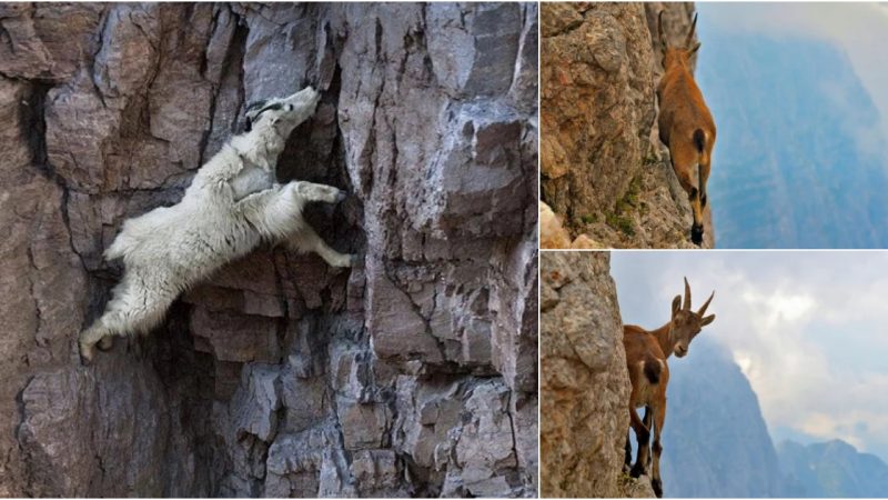 Mountain Goats’ Astonishing Cliff-Scaling Prowess: Scaling Sheer Mountain Walls Over Precipitous Chasms