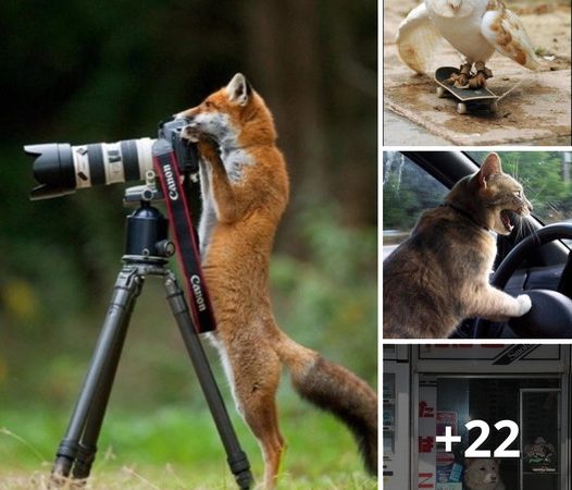 20 Hilarious Animal Photos Mimicking Human Actions