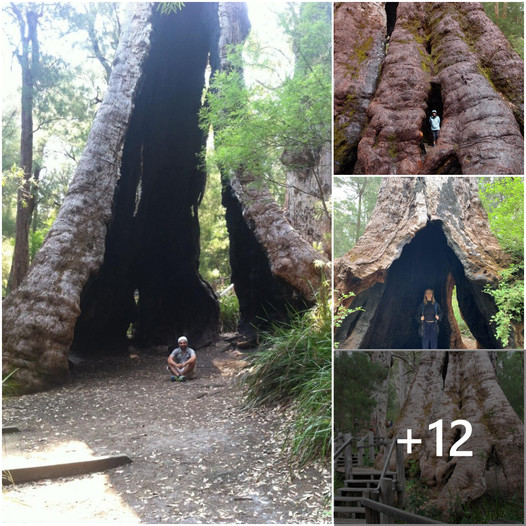 Discovering Ancient Giants Exploring Southwest Australias 5000 Year Old Red Tingle Trees 2054