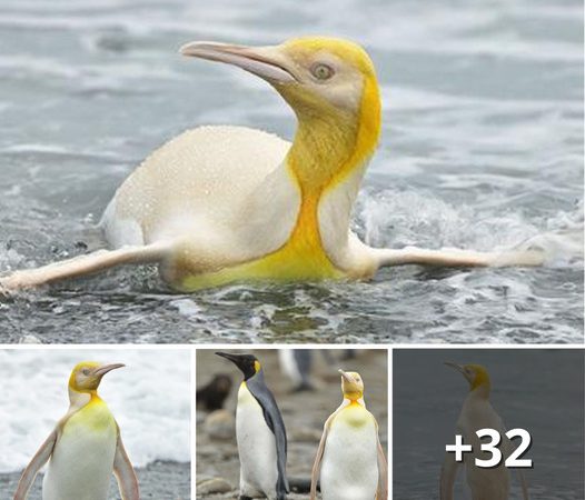 Incredible Yellow and White Penguin Spotted in Antarctica!